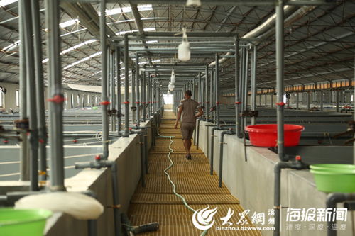 互联网+渔业 科技赋能，渤海水产养殖与饲料业焕发新生机